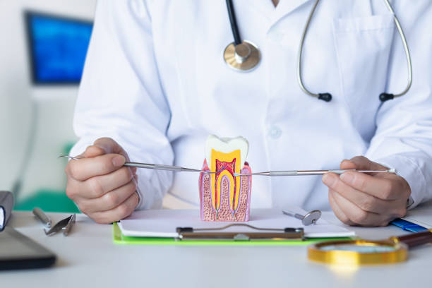 Best Knocked-Out Tooth (Avulsed Tooth) Treatment in Oro Valley, AZ